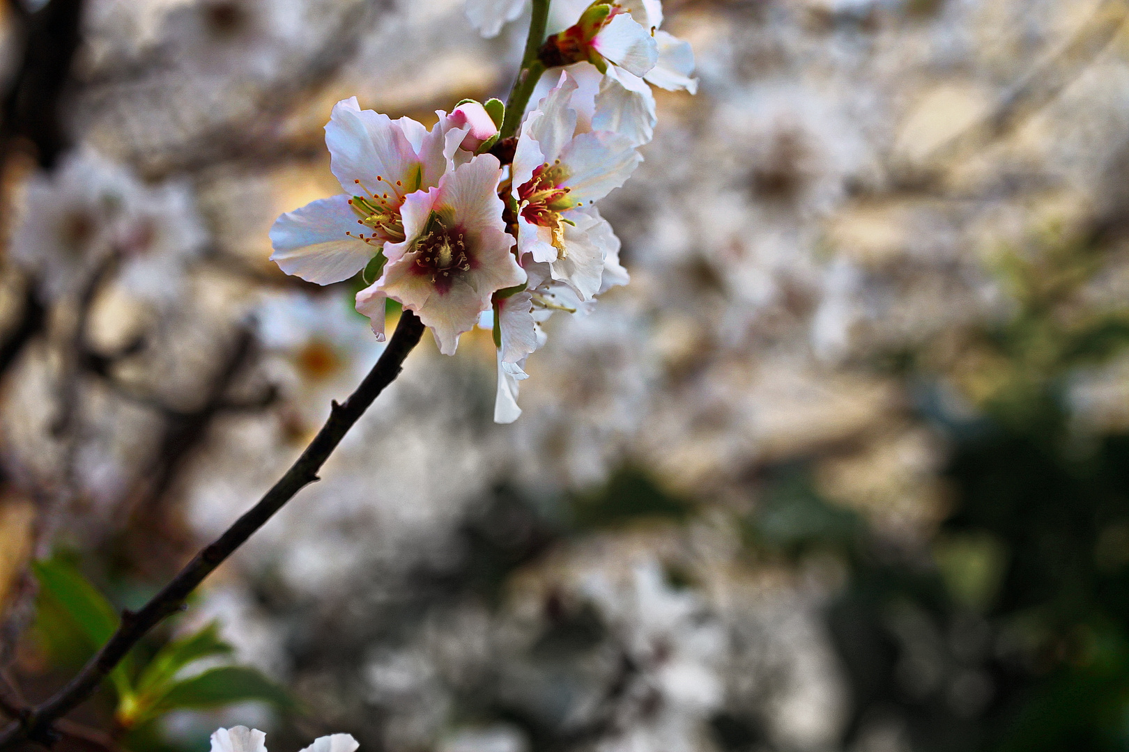 Fiorisce il mandorlo