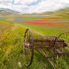 Fiorita di Castelluccio di Norcia