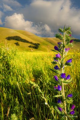 Fioritura a Castelluccio
