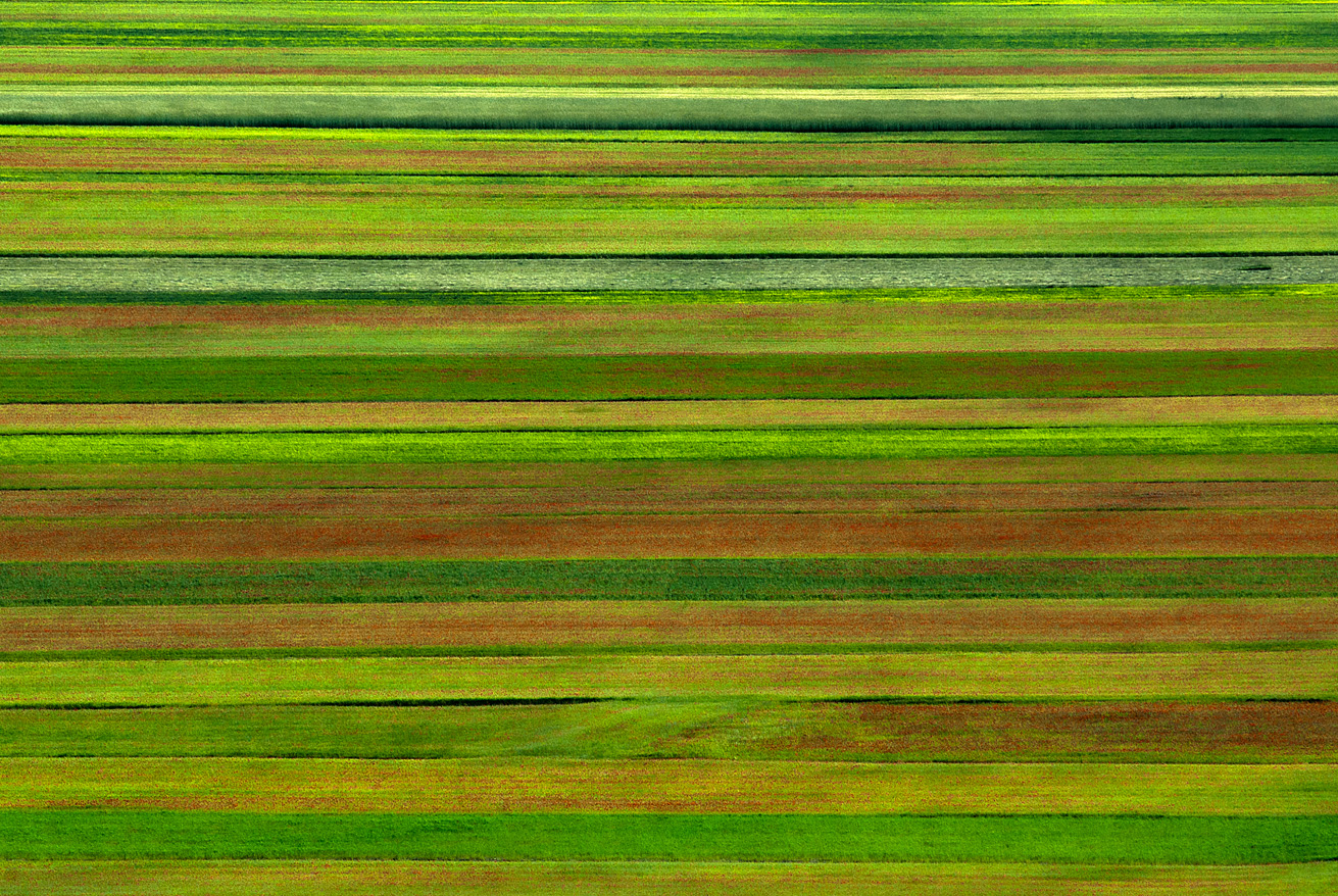 Fioritura a Castelluccio