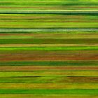 Fioritura a Castelluccio