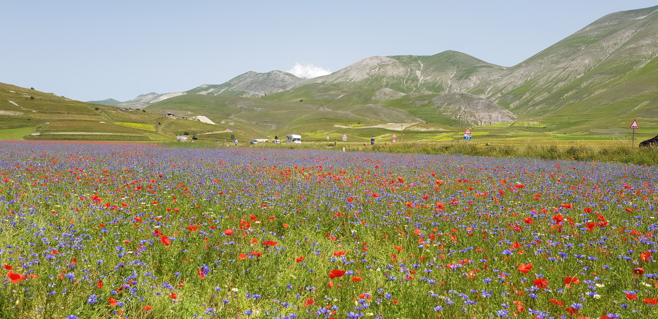 Fioritura a Castelluccio