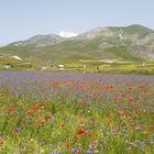 Fioritura a Castelluccio