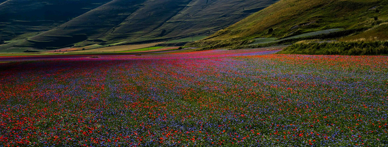 Fioritura a Castelluccio