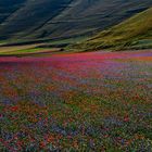 Fioritura a Castelluccio