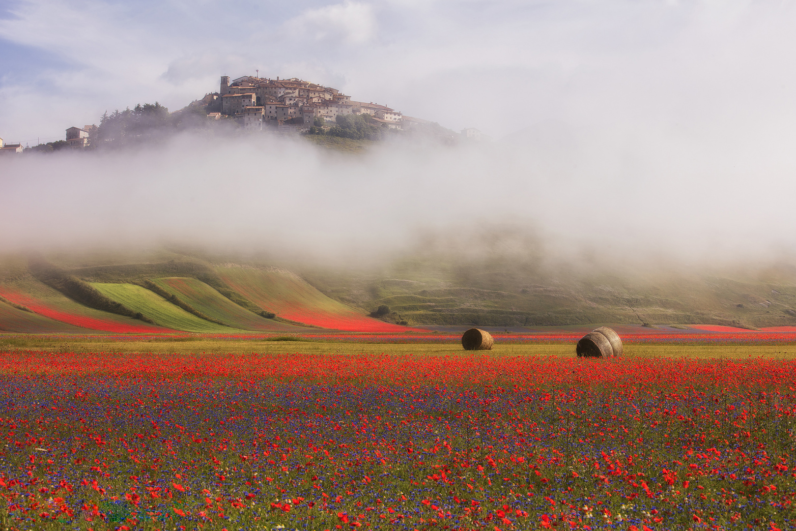 Fioritura a Castelluccio