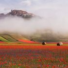 Fioritura a Castelluccio