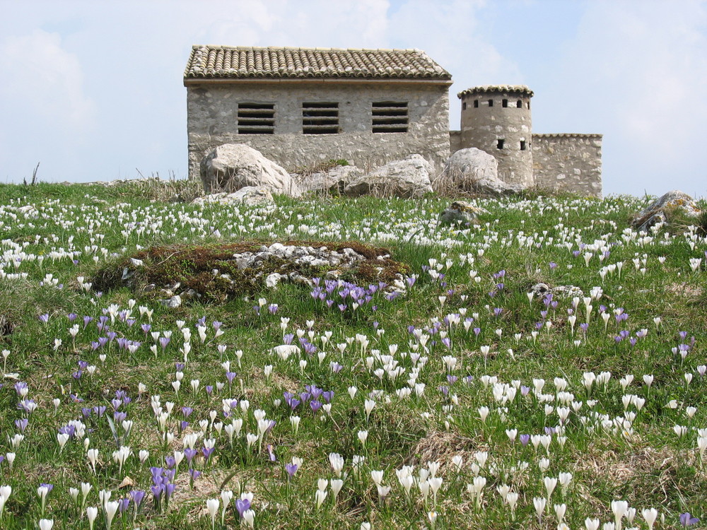 Fioritura a M.ga Basiana (Monte Baldo)