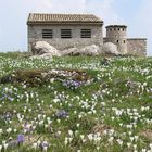 Fioritura a M.ga Basiana (Monte Baldo)