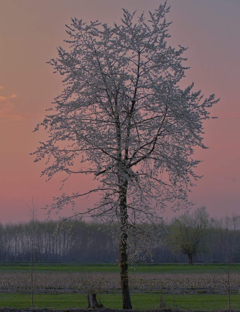 Fioritura al tramonto