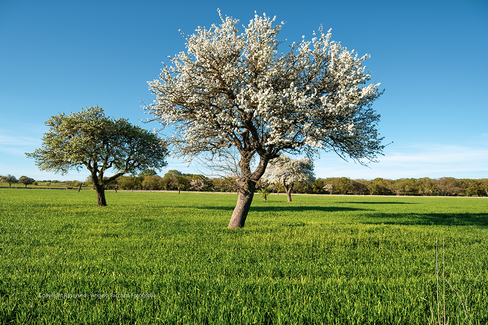 fioritura