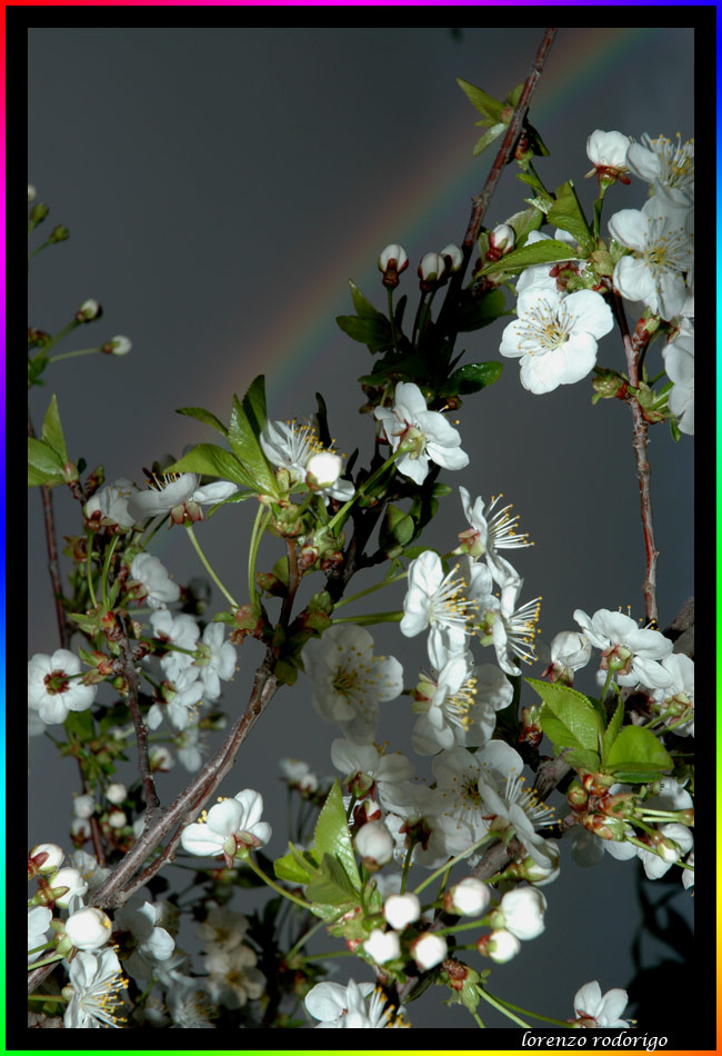 Fioritura con arcobaleno