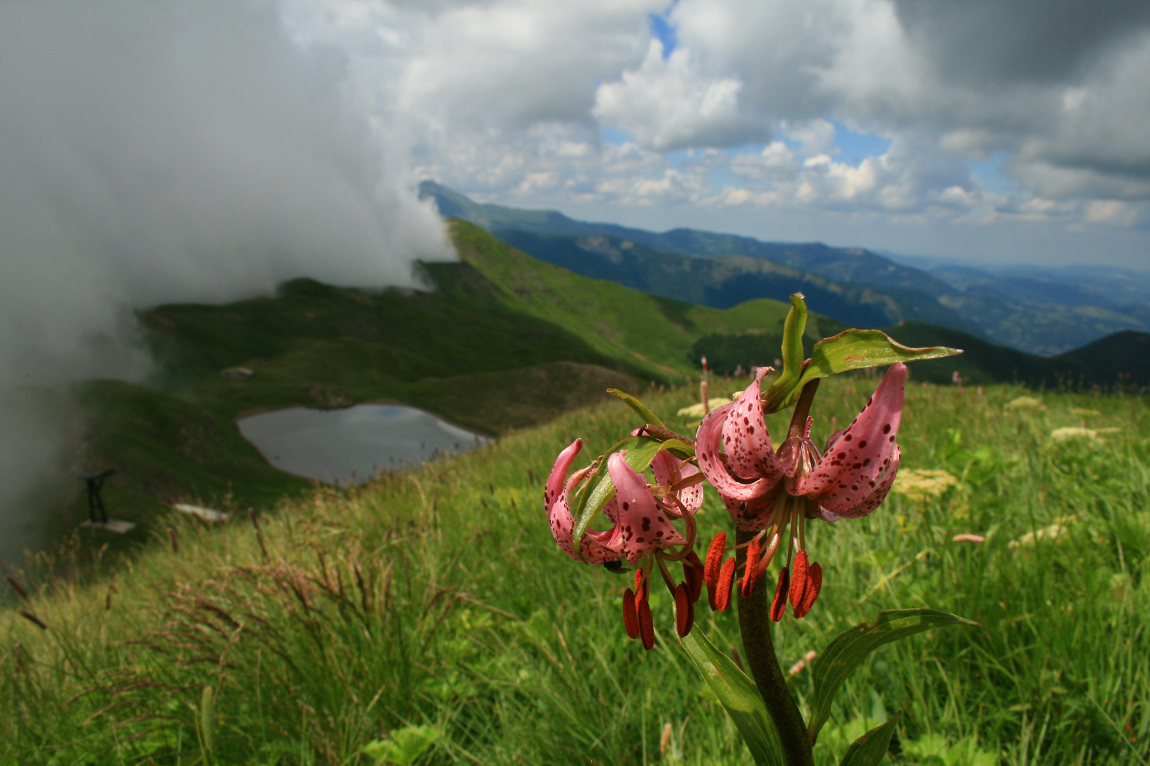 Fioritura d'alta quota