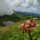 Fioritura d'alta quota