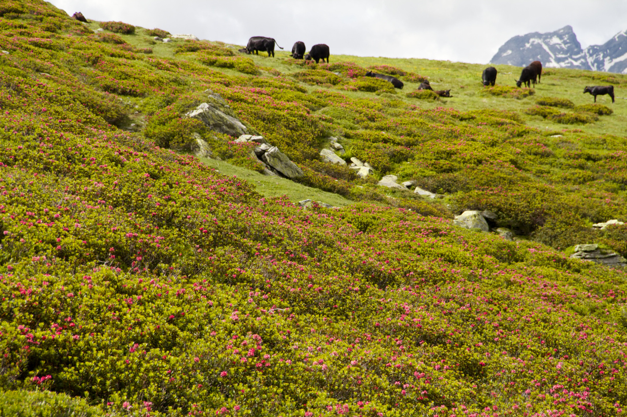 fioritura dei rododendri - Montespluga