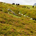 fioritura dei rododendri - Montespluga