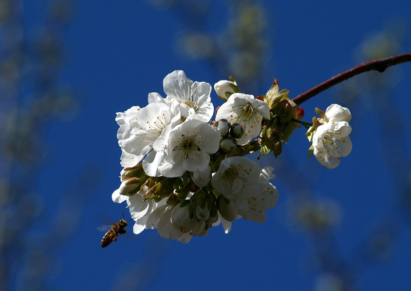 Fioritura del ciliegio