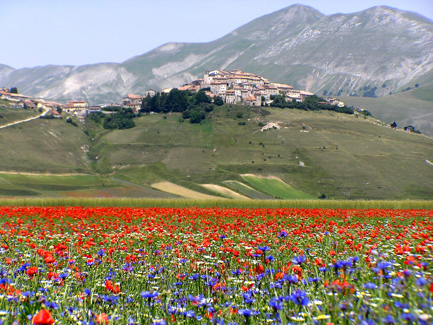 Fioritura di Castelluccio di Norcia