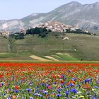 Fioritura di Castelluccio di Norcia