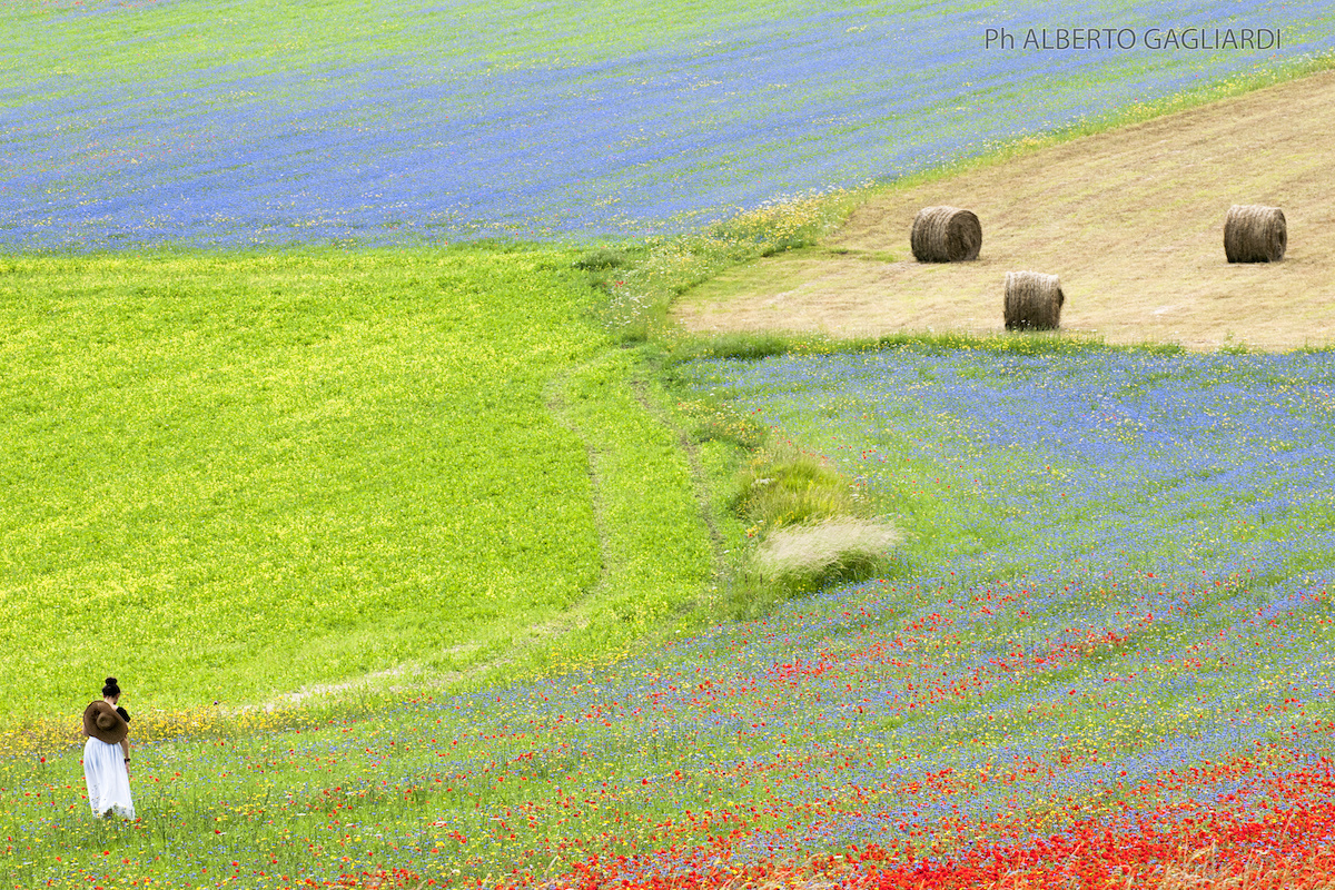 Fioritura di Castelluccio di Norcia