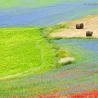 Fioritura di Castelluccio di Norcia