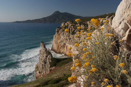 Fioritura di Elicriso - Buggerru (CI) - Sardegna