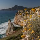 Fioritura di Elicriso - Buggerru (CI) - Sardegna