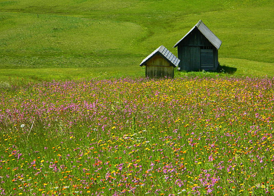 Fioritura di luglio