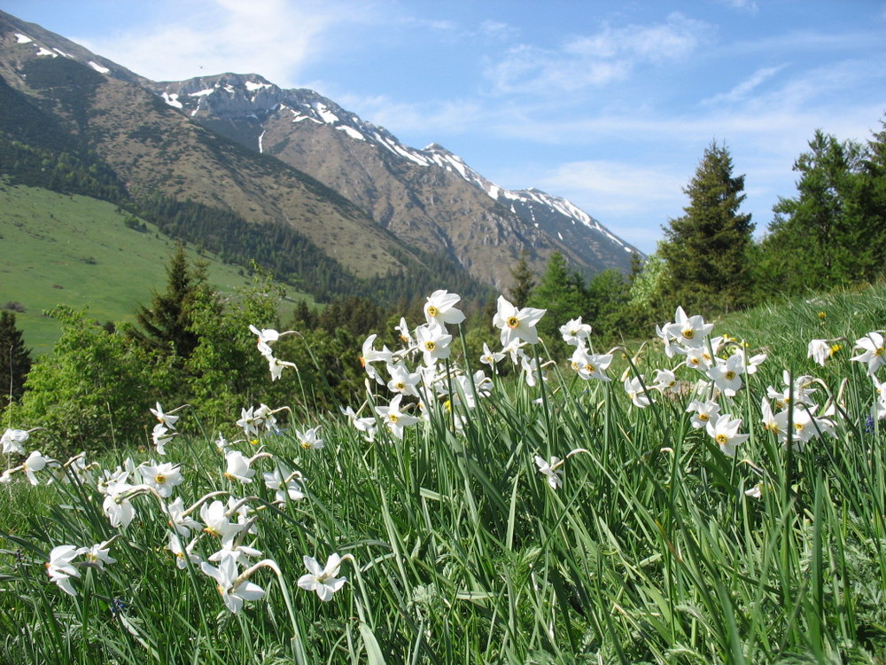 Fioritura di narcisi