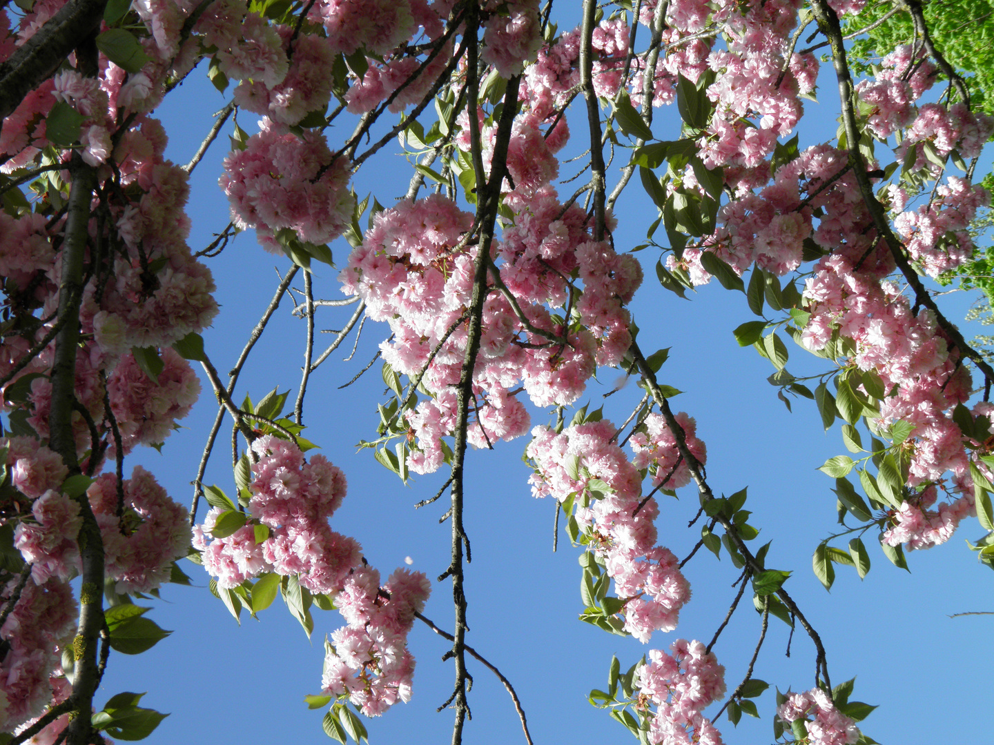 fioritura di primavera