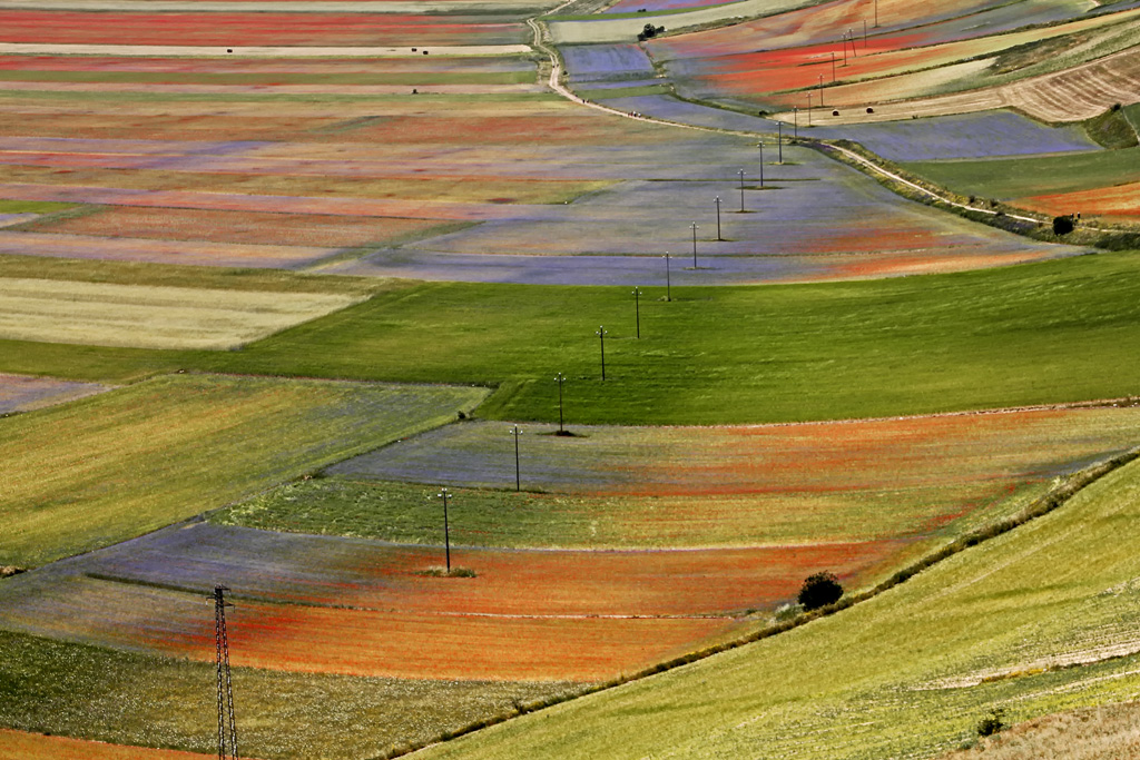 Fioritura in Castelluccio di Norcia