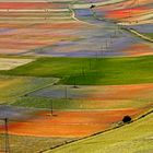 Fioritura in Castelluccio di Norcia