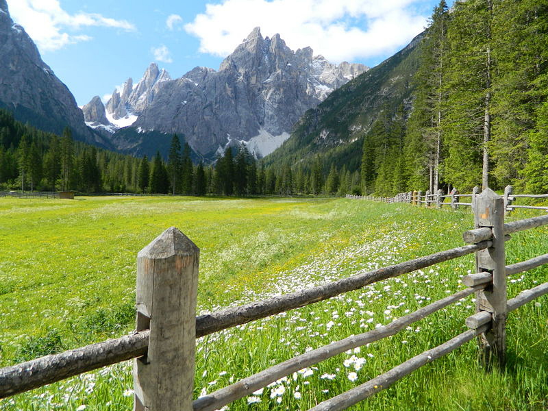 Fioritura in val Fiscalina