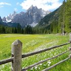 Fioritura in val Fiscalina