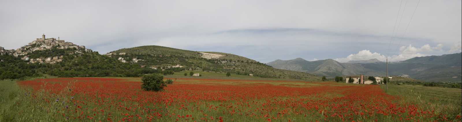 Fioritura papaveri 2010 - Capestrano (Abruzzo)