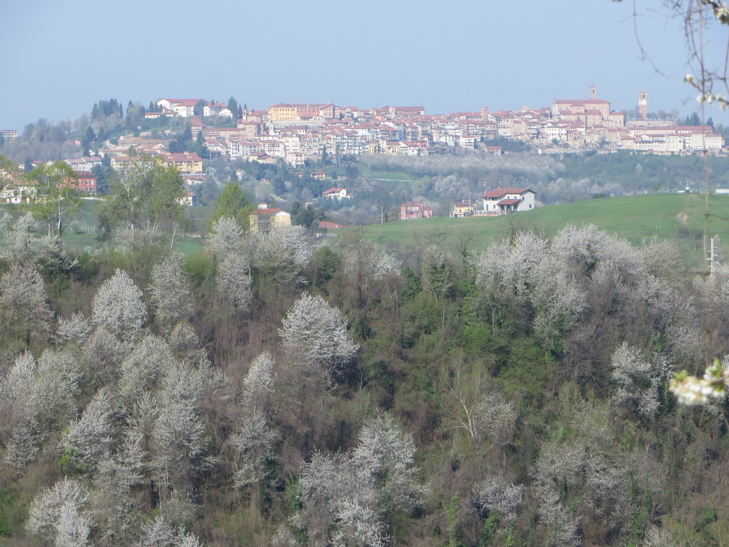 Fioritura primaverile nelle valli monregalesi.Sullo sfondo Mondovi (Cuneo)
