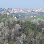 Fioritura primaverile nelle valli monregalesi.Sullo sfondo Mondovi (Cuneo)