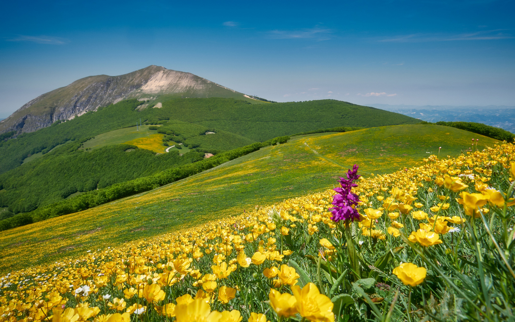 Fioritura sul monte Catria (PU)