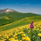 Fioritura sul monte Catria (PU)