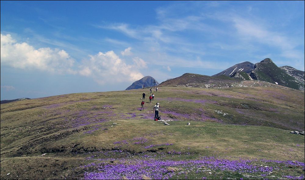 Fioriture a PASSO SELLA.