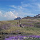 Fioriture a PASSO SELLA.