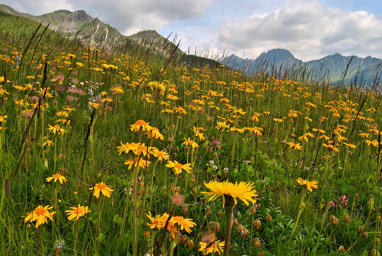 Fioriture alpine: "L'Arnica Montana"