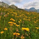 Fioriture alpine: "L'Arnica Montana"