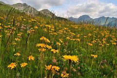 Fioriture alpine: "L'Arnica Montana"