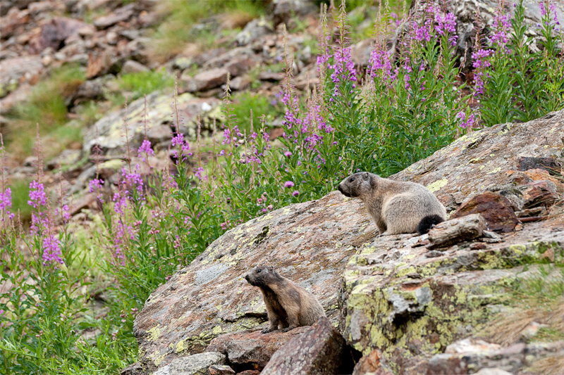 Fioriture di Epilobi con marmotte.