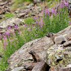 Fioriture di Epilobi con marmotte.