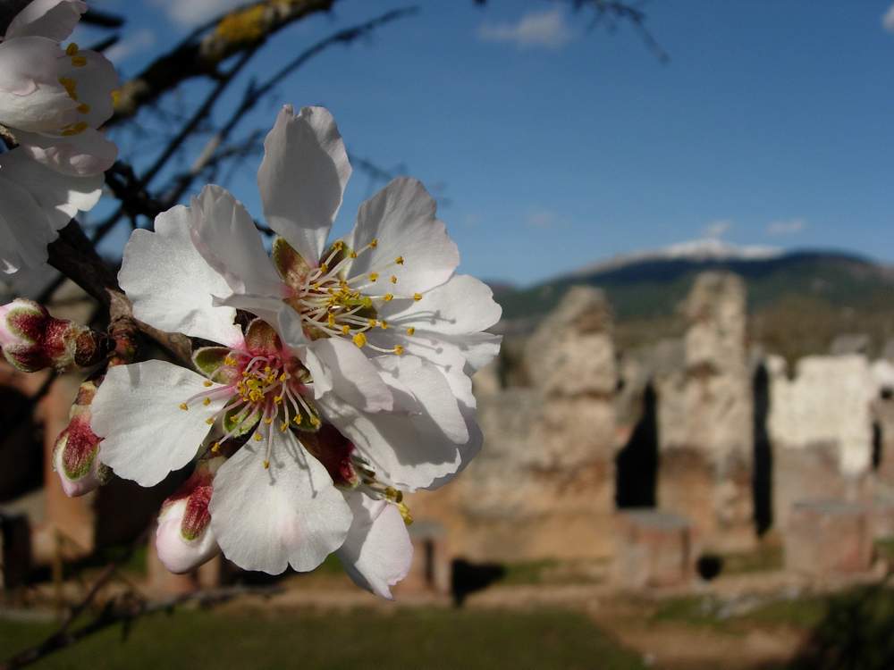 Fioriture di primavera