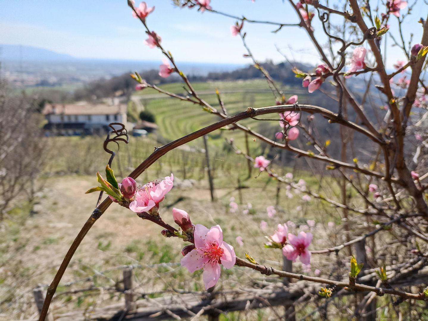 fioriture di primavera