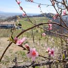 fioriture di primavera