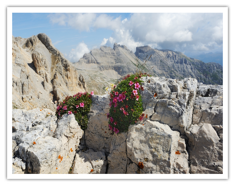 Fioriture su Roccia